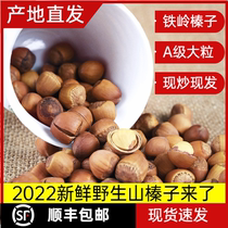 2023 Northeast Teryield Tieling wild large hazelnut Northeastern large grain nut hand pat original taste great hazelnut can be brought with gift box