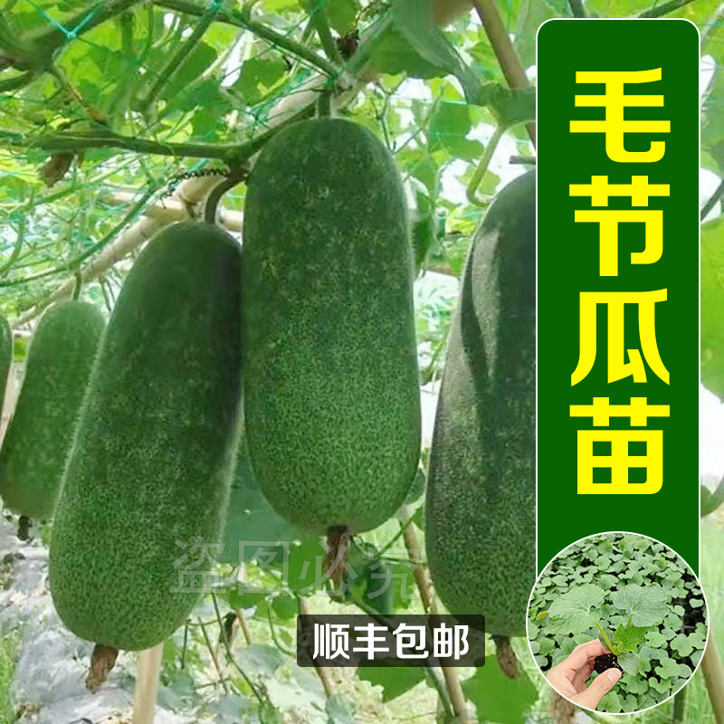 【顺丰包邮】毛节瓜种苗迷你小冬瓜秧苗春秋季种早熟高产大田 - 图3