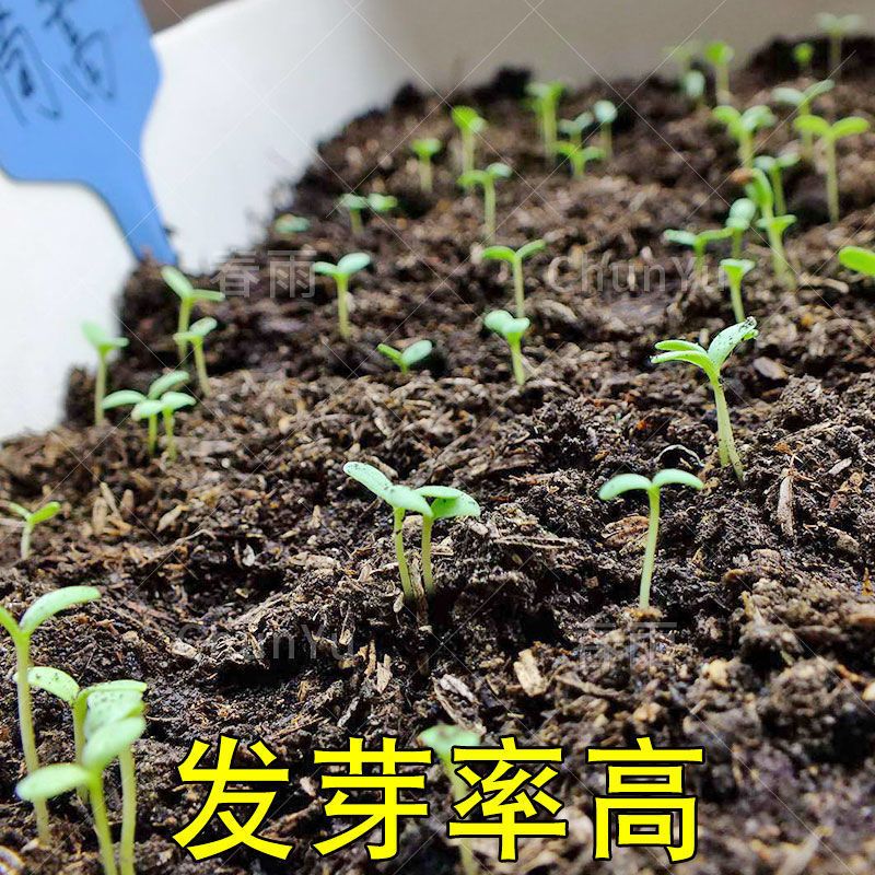 皇帝菜种籽小叶茼蒿种子 香味横溢 多次采收四季播春夏秋耐热耐寒 - 图1