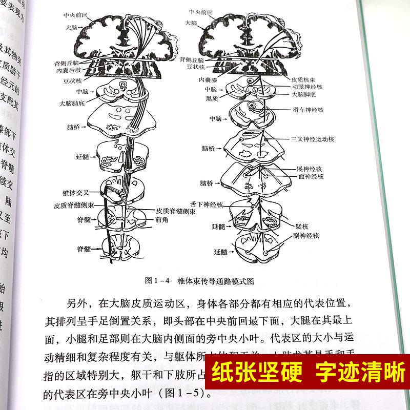 脑卒中偏瘫的康复训练与针灸治疗何天有毛忠南脑梗偏瘫中医针灸脑梗的预防脑梗调养脑心血管疾病的预防与调养书籍9787513215848-图2