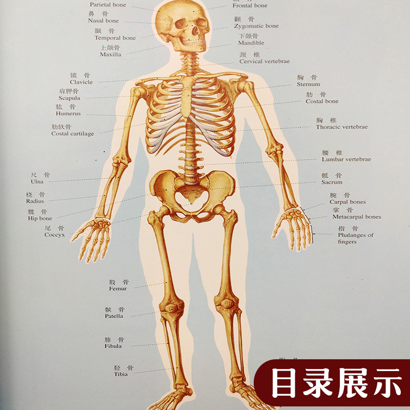 人体解剖彩色图谱第2版 二版郭光文全彩人体解剖学彩色学图谱搭奈特人体解剖学彩色图谱教材书 西医解剖学外科医生用书 - 图3