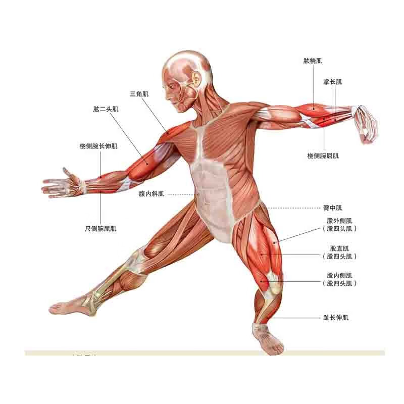 太极拳肌肉解剖图解附视频肌肉系统功能研究 24式太极拳定势动作肌肉解剖图解刘旭彩胡志华北京科学技术出版社9787571424008-图1