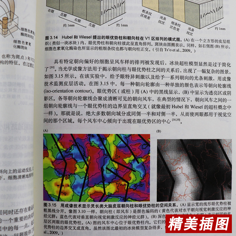 正版神经生物学从神经元到脑原书第五版意尼克尔斯尼,杨雄里译生命科学生物学心理学和医学参考书教辅书籍神经细胞科学基础-图2