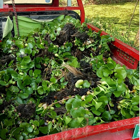 小叶浮萍青萍芝麻萍水草鱼缸鱼塘水养龟养鱼室外水池净化空气水质-图3