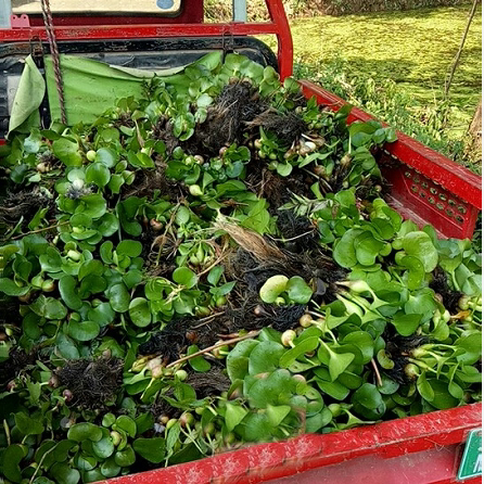 水葫芦水生植物新鲜种苗大棵带根好成活包邮浮萍水质净化美观浮漂 - 图3
