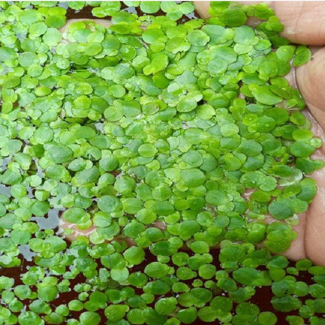 小叶浮萍青萍芝麻萍水草鱼缸鱼塘水养龟养鱼室外水池净化空气水质 - 图0