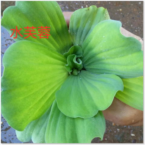 水葫芦 水芙蓉 水浮萍珊瑚萍水葫芦水草鱼缸鱼塘水养龟鱼虾水池净 - 图1