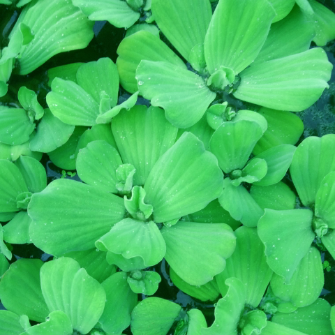水培植物水芙蓉 水葫芦 水浮连浮萍净化水质造景养鱼养龟养虾水草 - 图1
