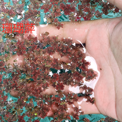 水葫芦 水芙蓉 水浮萍珊瑚萍水葫芦水草鱼缸鱼塘水养龟鱼虾水池净 - 图3