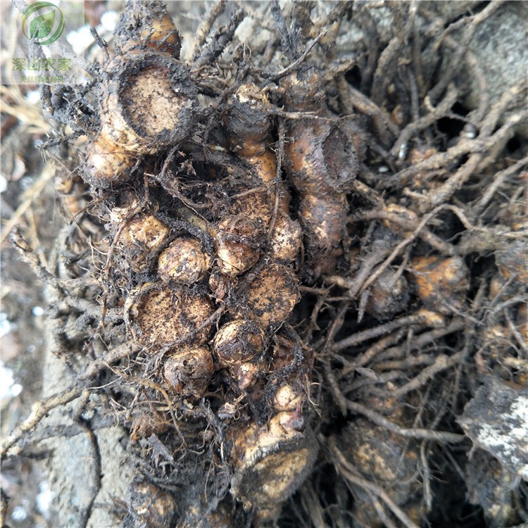 阳荷种洋荷姜种根种苗种子蘘荷元藿茗荷阳藿洋火姜种阳荷根 深山农家有机食品 淘优券 阳荷种洋荷姜种根种苗种子蘘荷元藿茗荷阳藿洋火姜种阳荷根 深山农家有机食品 淘优券