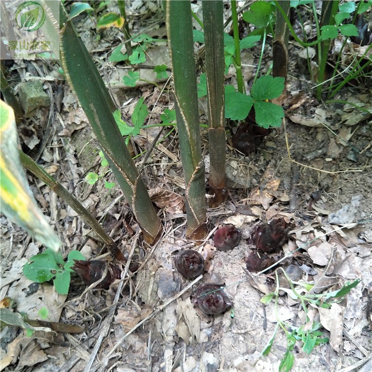 阳荷种洋荷姜种根种苗种子蘘荷元藿茗荷阳藿洋火姜种阳荷根 深山农家有机食品 淘优券 阳荷种洋荷姜种根种苗种子蘘荷元藿茗荷阳藿洋火姜种阳荷根 深山农家有机食品 淘优券