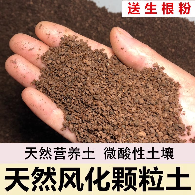 海岛栀子花土专用土天然风化土风化石赤玉土盆景土颗粒土种生桩土 - 图0