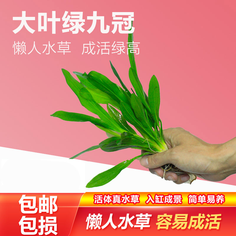 九冠水草皇冠水草好养水草植物鱼缸真水草绿九冠迷你九冠阴性水草-图0