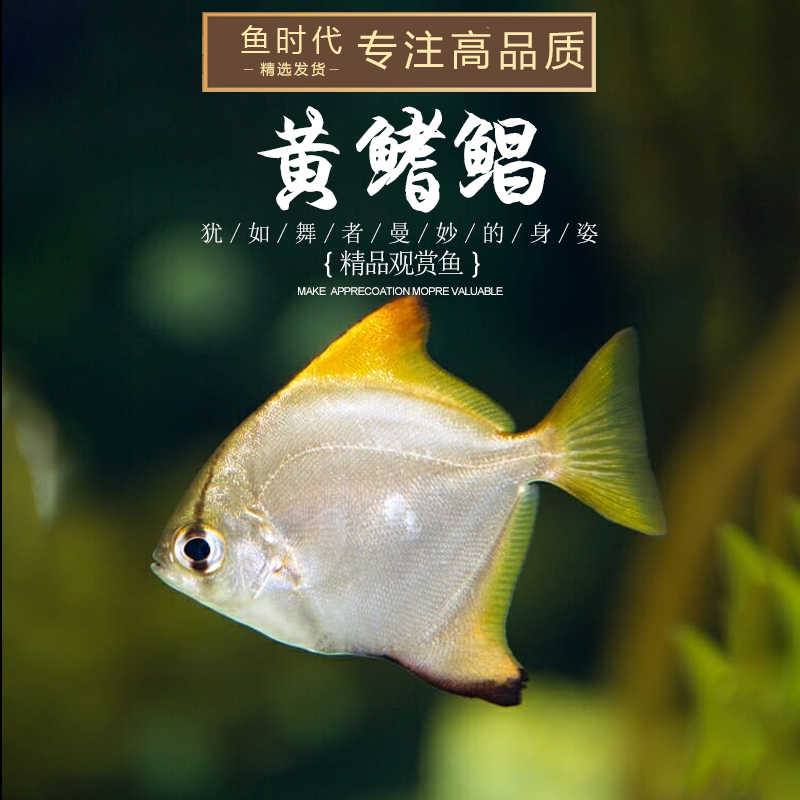 黄鳍鲳鱼珊瑚神仙鱼海水鱼淡化人工繁育群游蝙蝠鲳鱼大眼鲳淡水鱼-图2