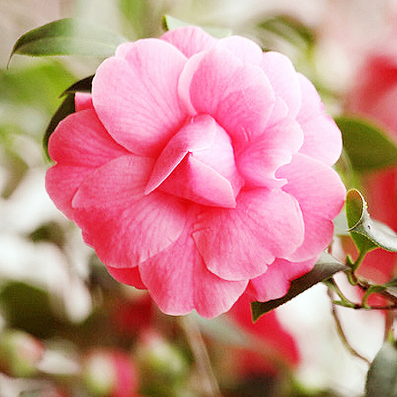 植物医生山茶花抚纹眼霜淡化黑眼圈细纹补水女官网官方正品,淘宝优惠券,粉丝福利购,淘宝优惠卷