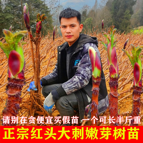 刺嫩芽树苗红葱木刺老芽苗子刺老包刺龙芽乌龙头苗红楤木红刺老苞 - 图0