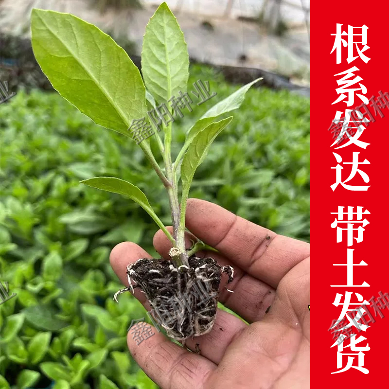 明月草苗食用盆栽苗白背菜降糖草神仙草蔬菜种植植物白子菜金鸡毛 - 图0