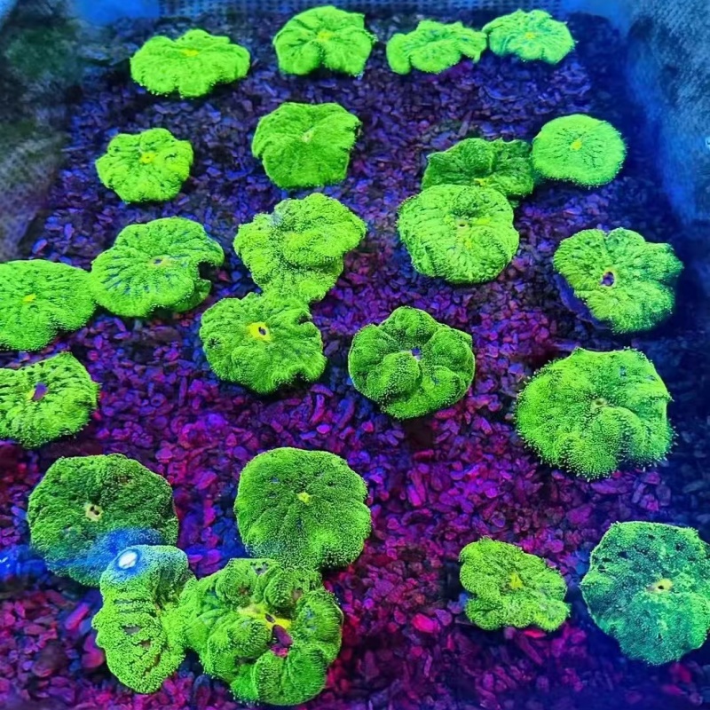 海葵珊瑚 奶嘴海葵荧光绿石葵小丑鱼共生鲜活红奶嘴软体海缸珊瑚 - 图3