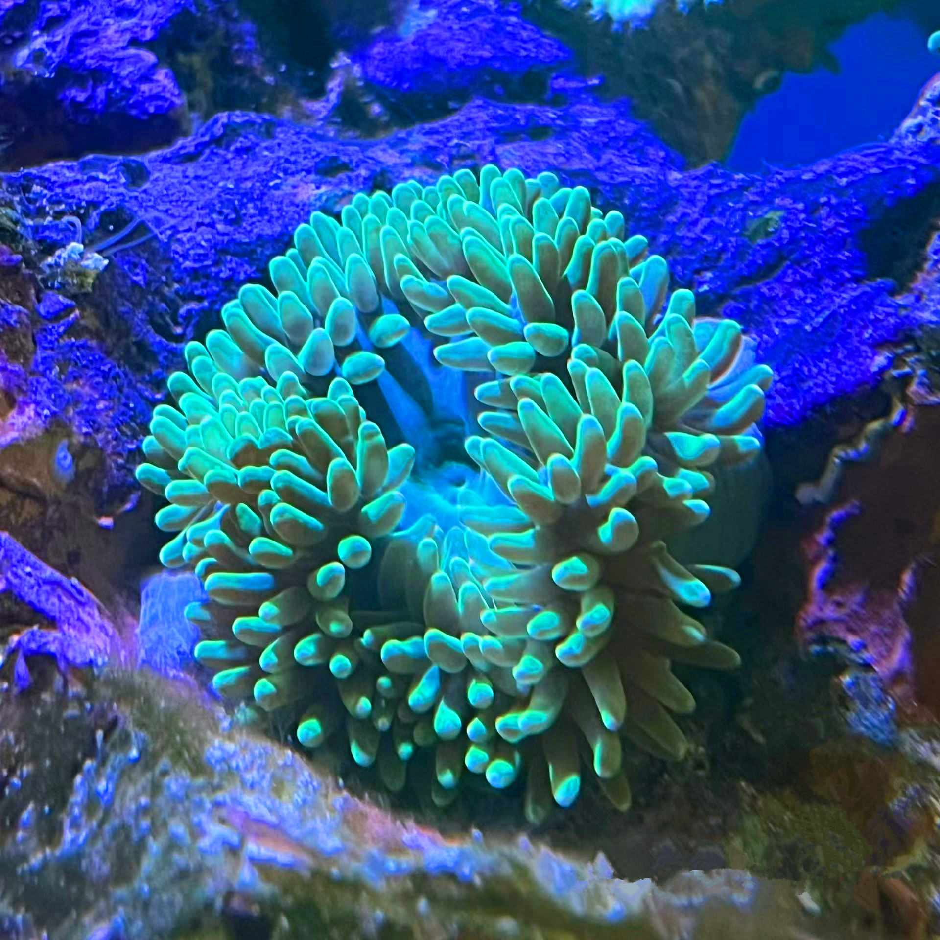 海葵珊瑚 奶嘴海葵荧光绿石葵小丑鱼共生鲜活红奶嘴软体海缸珊瑚 - 图1