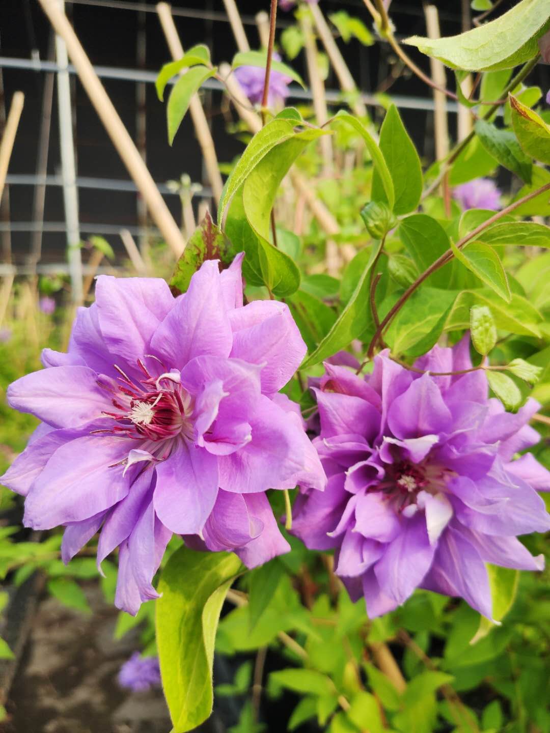 买三送光 买五任意送 花太鼓铁线莲庭院花园攀爬藤绿植物花卉