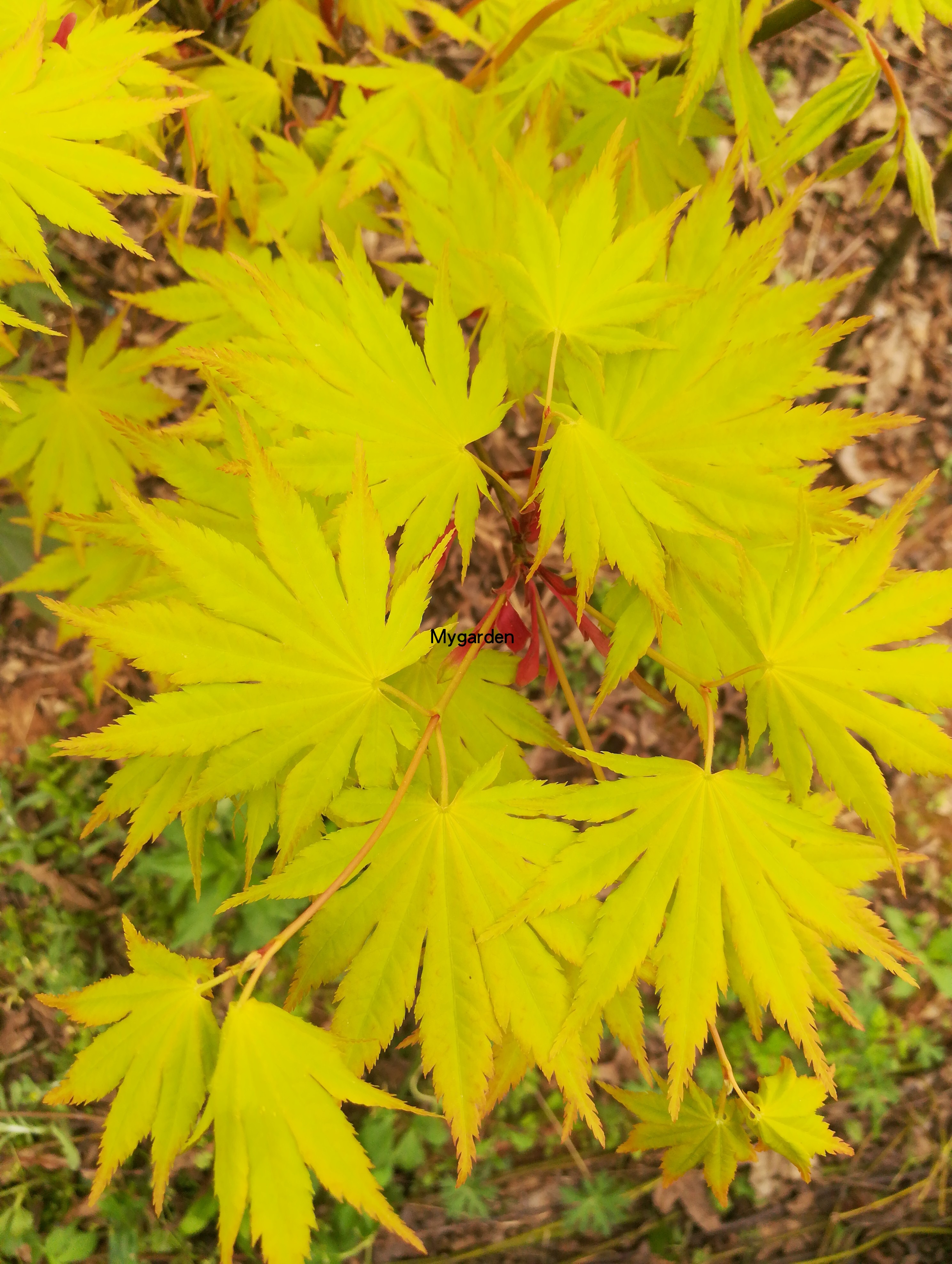 约旦 枫树盆栽红枫树苗庭院树彩叶日式花园阳台植物日本枫大连 - 图0