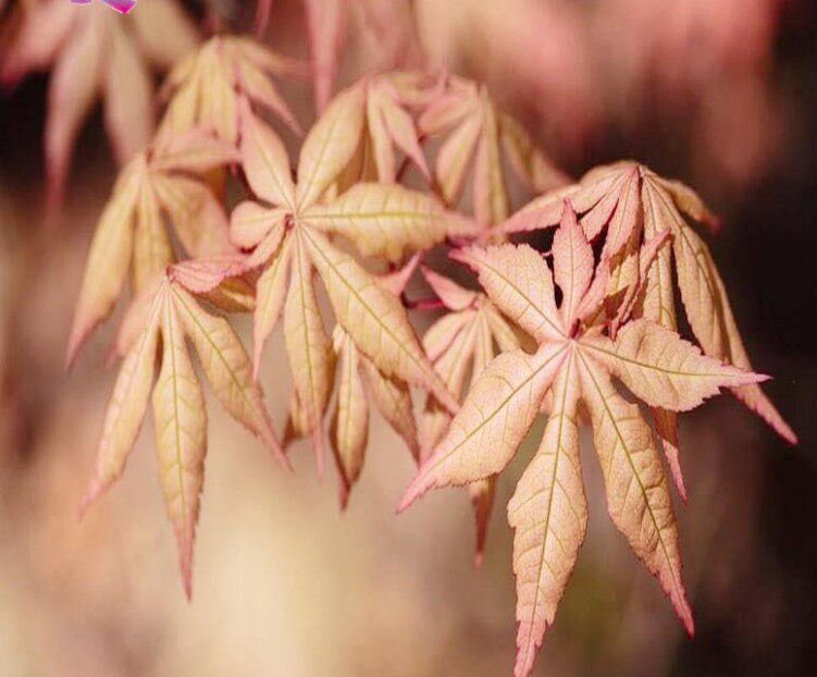 琥珀精灵枫树粉色花叶耐晒四季观赏植物红枫树苗盆栽花园植物盆栽