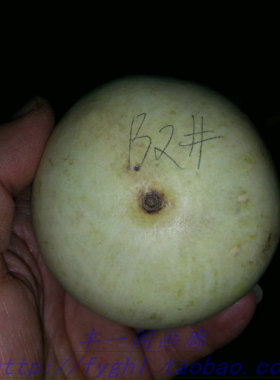 天一阁文玩精品手捻本长天然异形冲锋号摆件葫芦B2#