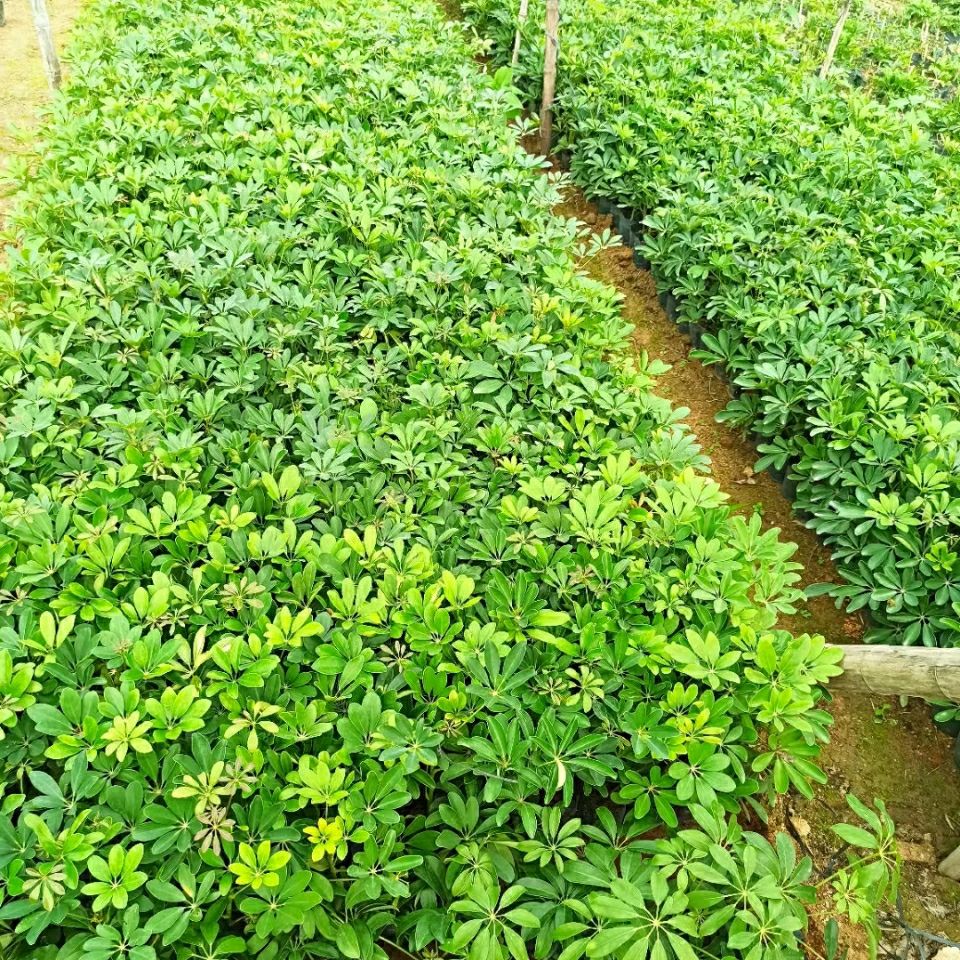 鸭脚木苗招财树吸甲醛鹅掌柴苗七叶莲绿植可水培植物盆栽八方来财,淘宝优惠券,粉丝福利购,淘宝优惠卷