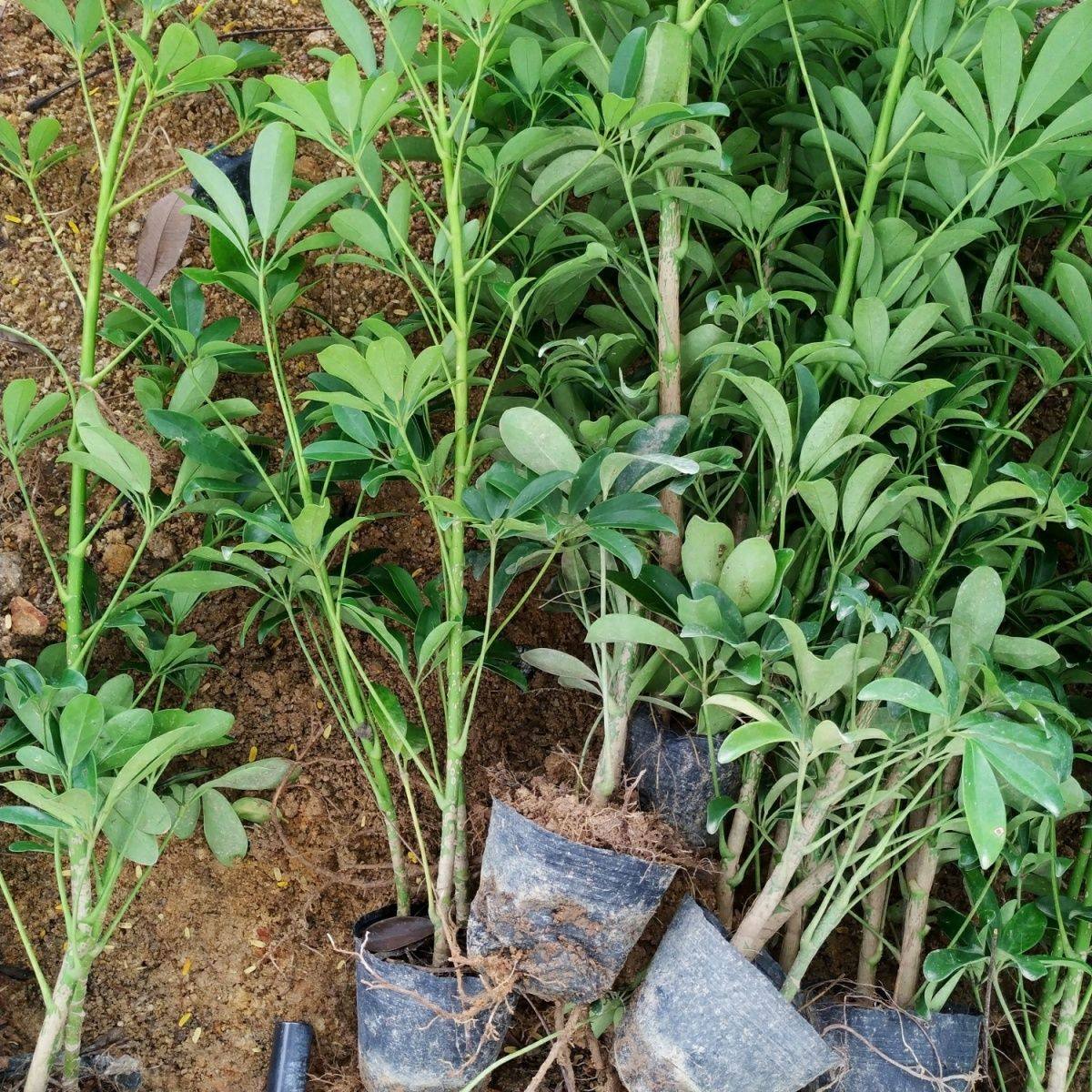 鸭脚木苗招财树吸甲醛鹅掌柴苗七叶莲绿植可水培植物盆栽八方来财,淘宝优惠券,粉丝福利购,淘宝优惠卷
