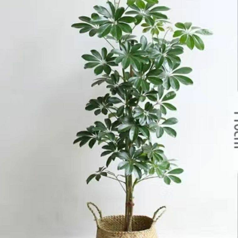 鸭脚木苗招财树吸甲醛鹅掌柴苗七叶莲绿植可水培植物盆栽八方来财,淘宝优惠券,粉丝福利购,淘宝优惠卷