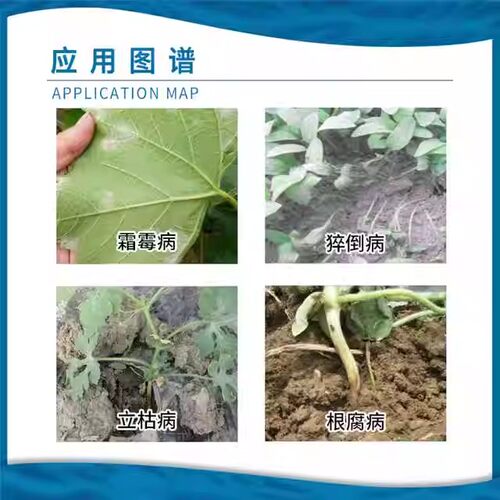 拜沃 哈茨木霉菌叶部型根部型灰霉霜霉猝倒立枯根腐病农药杀菌剂 - 图2