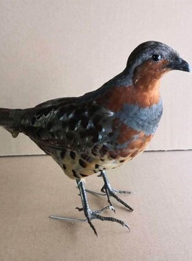 .新款竹鸡假媒竹鸡模型园林竹鸡户外竹鸡摆件室外仿真羽毛竹鸡假