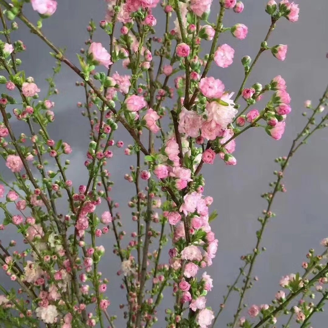 粉色珍珠李重瓣樱花鲜切水养水培花卉绿植客餐厅插花枝条昆明直发,淘宝优惠券,粉丝福利购,淘宝优惠卷