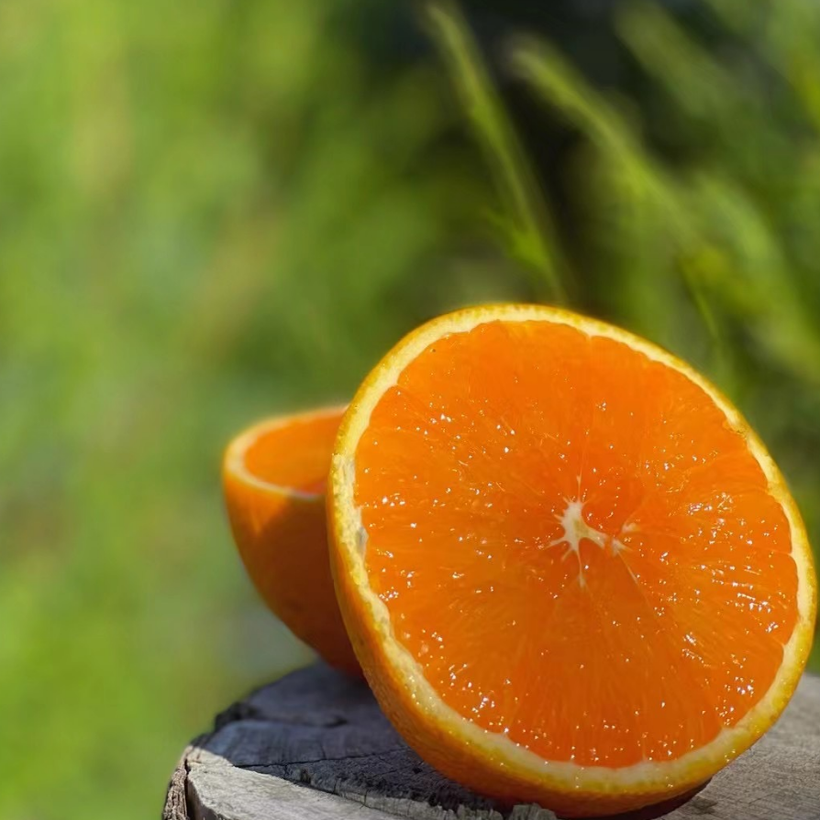 Beishu Yichang Juicy Oranges September Red Navel Oranges Seasonally Picked Fresh Oranges Fresh Fruit Juicy Pure Sweet Whole Box