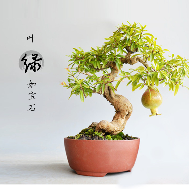 石榴微型盆景矮霸老桩日本小叶红花白花精品籽播造型开花结果原生,淘宝优惠券,粉丝福利购,淘宝优惠卷
