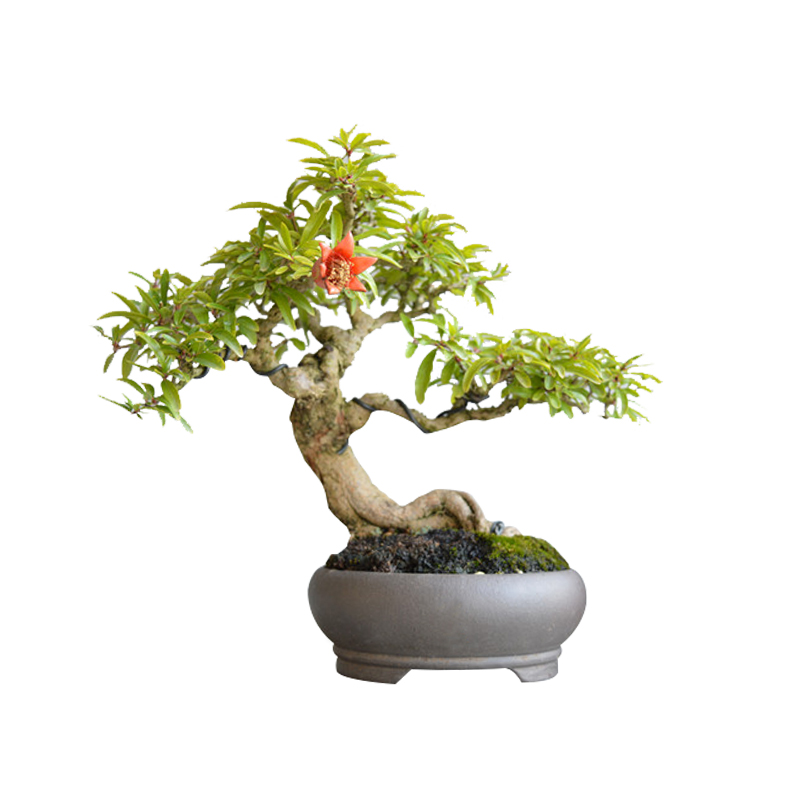 石榴微型盆景矮霸老桩日本小叶红花白花精品籽播造型开花结果原生,淘宝优惠券,粉丝福利购,淘宝优惠卷
