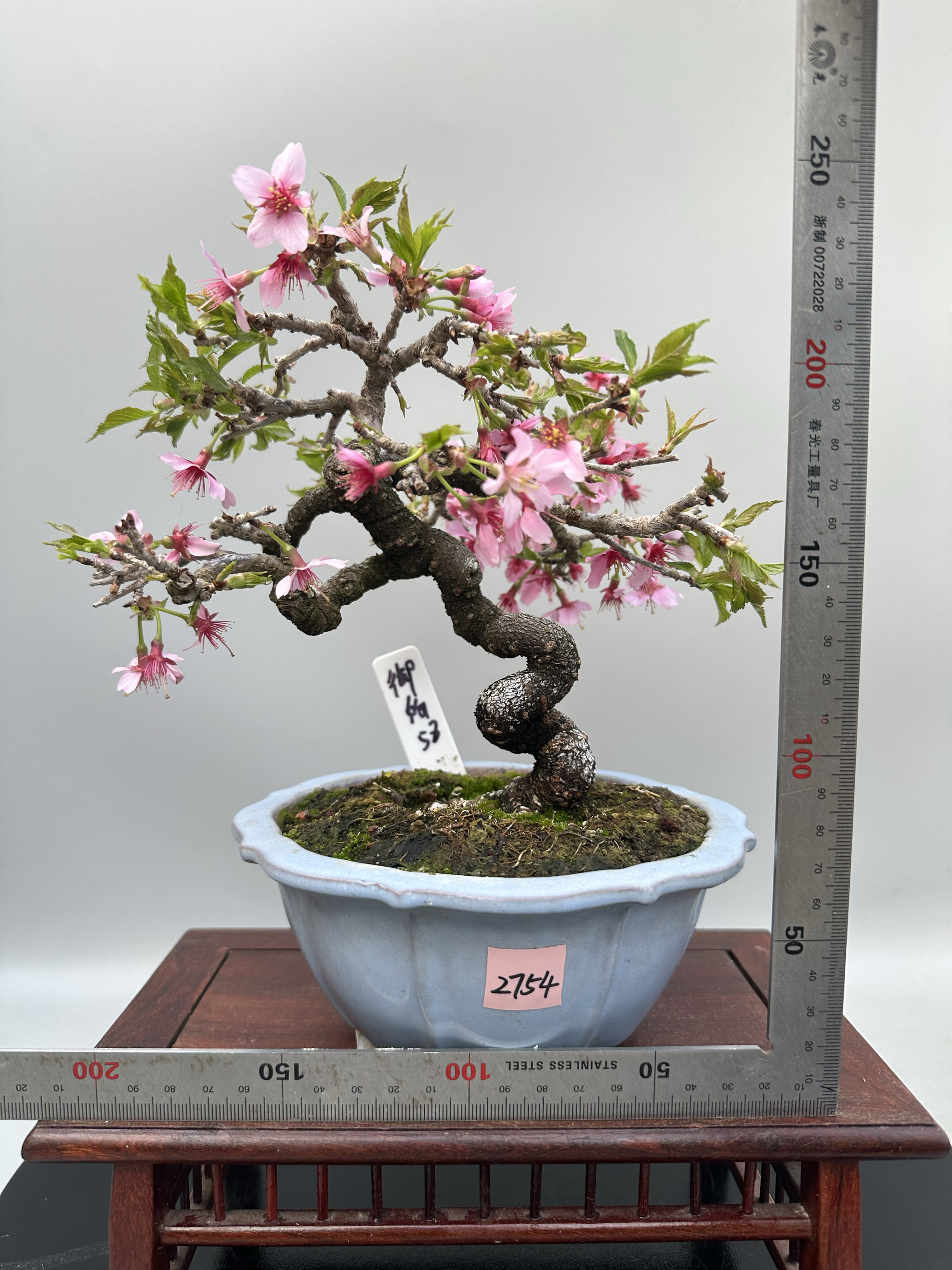 红花樱花微型盆景盆栽日本进口精品原生实物造型室内掌上桌面小品 - 图0