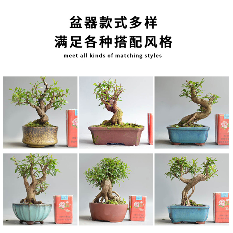 石榴微型盆景矮霸老桩日本小叶红花白花精品籽播造型开花结果原生,淘宝优惠券,粉丝福利购,淘宝优惠卷