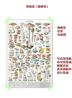 法式复古风蘑菇图鉴海报自然生物学科普植物学装饰画学校教室挂画