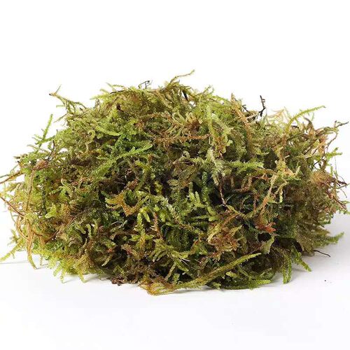 干苔藓园艺多肉兰花铺面石斛种植嫁接水草青苔乌龟运输材料 - 图3