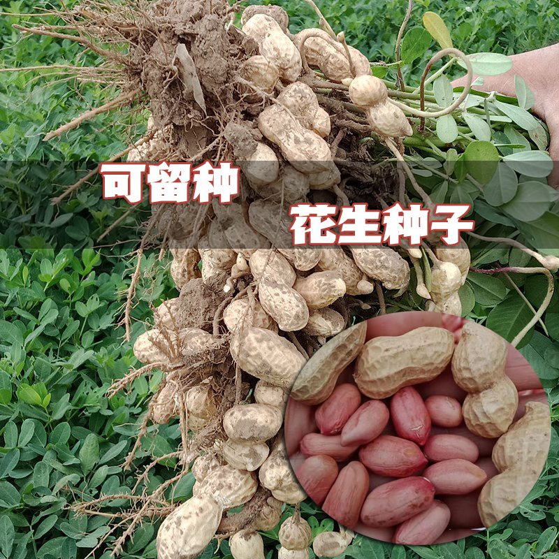 农家老品种蔬菜种子可留种四季小青菜籽各种蔬菜孑香菜黄瓜茄子种 - 图0