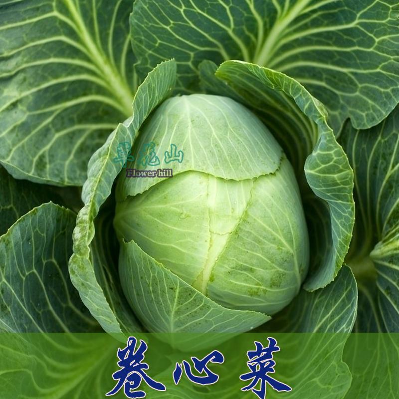 传统农家老品种豆类玉米花生可留种非转蔬菜种子野生菜籽小青菜孑-图3