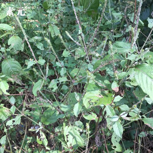 新鲜土牛膝 倒扣草 中草药 接骨草 倒钩草 整棵全草 另有土牛膝根 - 图1