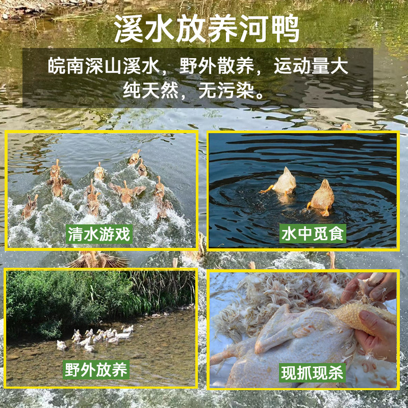 顺丰包邮 正宗3年皖南放养溪水河鸭 农家散养老鸭现杀整只,淘宝优惠券,粉丝福利购,淘宝优惠卷