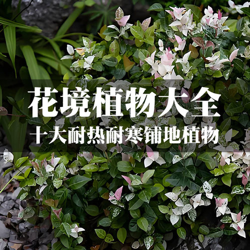 花园地被植物耐热耐寒矮生匍匐过路黄佛甲草姬岩垂草筋骨草喜阴晒 - 图0