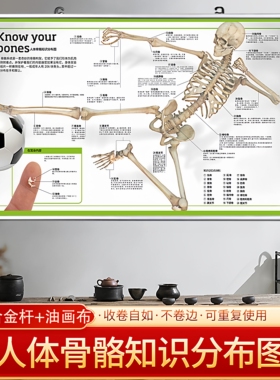 人体骨骼结构挂图模型教学图解骨骼知识点记忆图谱生物解剖教具图