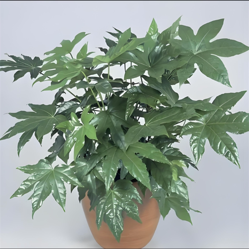 八角金盘盆栽地被植物庭院花园阳台耐寒耐热四季绿植易养护美观 - 图2