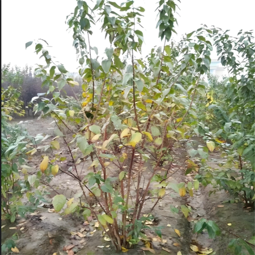 腊梅花树苗庭院耐寒棒棒糖形树丛生腊梅苗地栽盆栽浓香型 - 图1