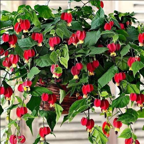 藤本爬藤植物盆栽蔓性风铃花灯笼花苗室内外庭院花卉绿植四季开花 - 图0