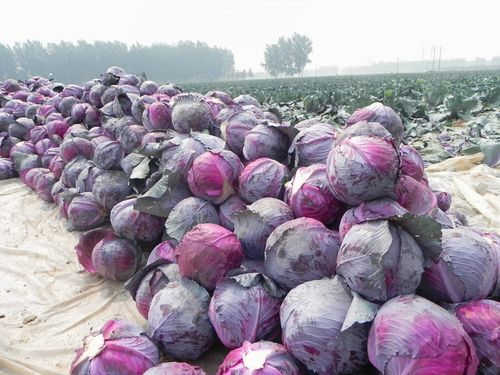 老一特卖 新鲜紫甘蓝2500克 球生菜 橄榄 紫包球生菜 沙拉菜 - 图1